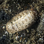 Chiton sp. 23
